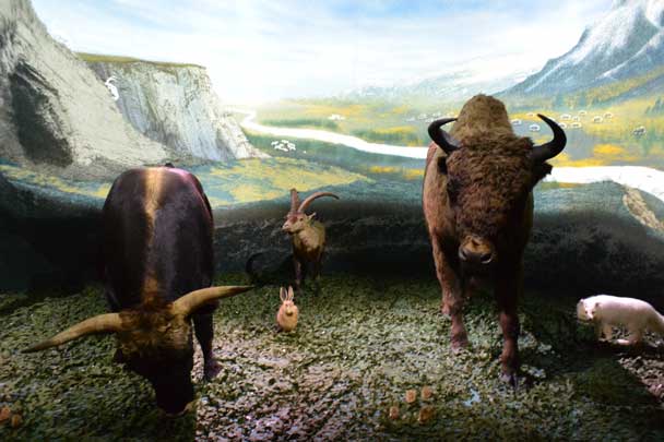 Neandertal, Musée de l’Homme